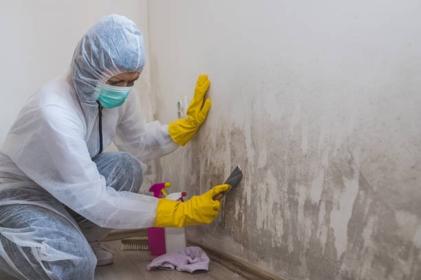 Best Water Damage & Mold Remediation  in Lawton, MI