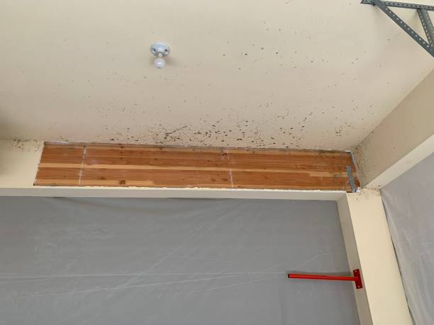 Best Emergency Mold Remediation  in Lawton, MI